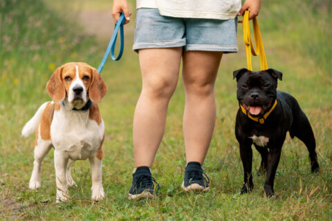 Vacation coming up? Pros and cons of various options for pet care