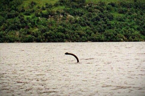 Scientists make discovery on dinosaur believed to be related to the Loch Ness Monster