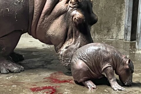 Fiona gets a sibling: Baby hippo born at Cincinnati Zoo