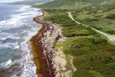 Record amount of seaweed is choking shores in the Caribbean