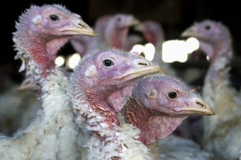 Deadly bird flu returns to Midwest earlier than expected