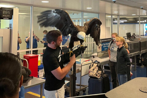 Bald eagle goes through TSA checkpoint at Charlotte airport