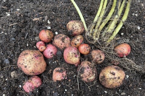 Unearthing your potato harvest: How do you know when to dig?