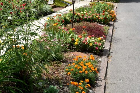 Turning a strip of no-man’s land into garden, curb appeal