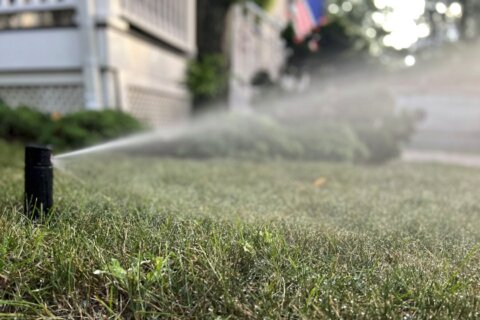 These are dry, stressful days for lawns. Some tips to help.