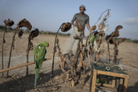 An exotic bird lures trappers to Gaza’s tense frontier