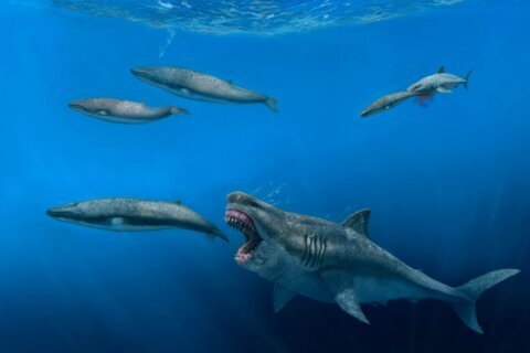 Giant sharks once roamed the seas, feasting on huge meals