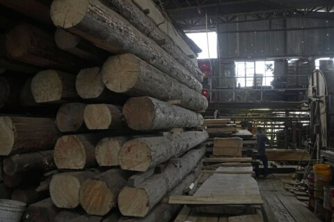 Hong Kong’s last sawmill faces closure amid development plan
