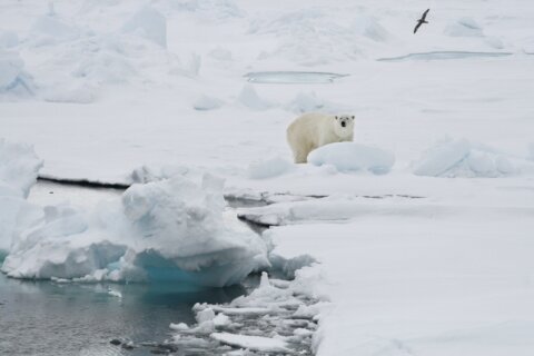 Woman injured by polar bear on Norway’s Svalbard Islands