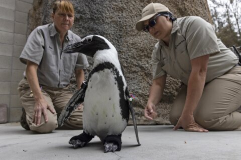San Diego Zoo penguin fitted with orthopedic footwear