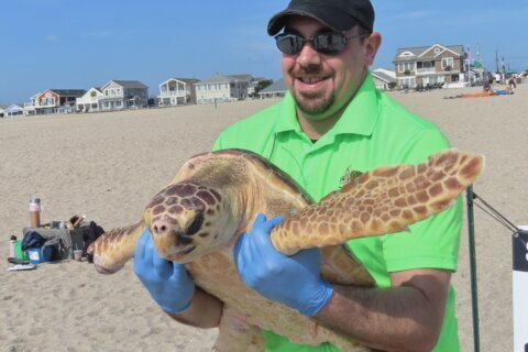 World’s toughest turtle? Survivor among 8 returned to ocean