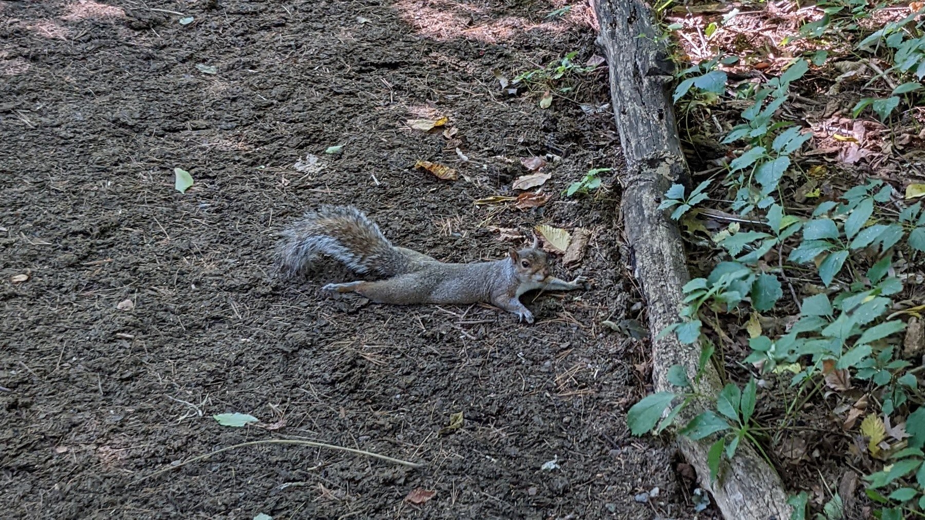 The squirrels ‘splooting’ all over New York City are just fine ...