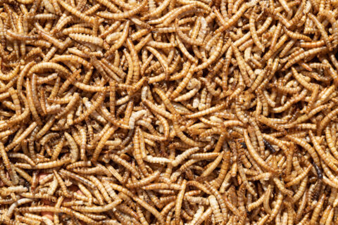 Mealworm seasoning: Scientists explore creepy-crawly flavoring to satisfy meat cravings
