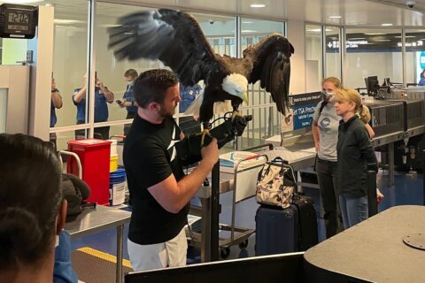 A bald eagle surprised fliers at North Carolina’s Charlotte airport