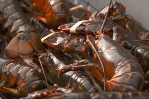 Seafood watch group​ lists New England lobster as seafood to avoid