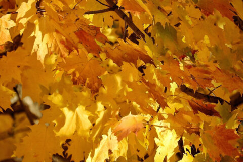 Fall color forecast: Vibrant with a high chance of gold