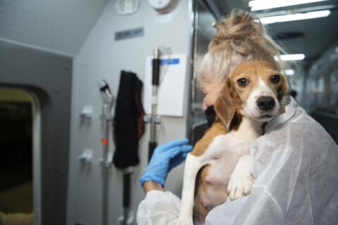 Last group of beagles taken from troubled Va. breeding facility