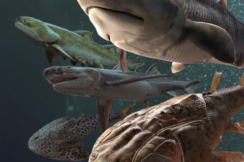 Fish fossil catch from China includes oldest teeth ever