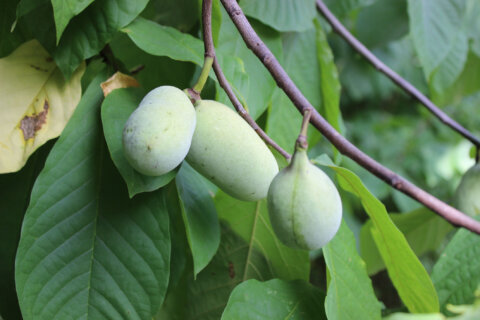 What in the world is pawpaw fruit?