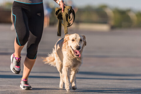Is your dog getting enough exercise?