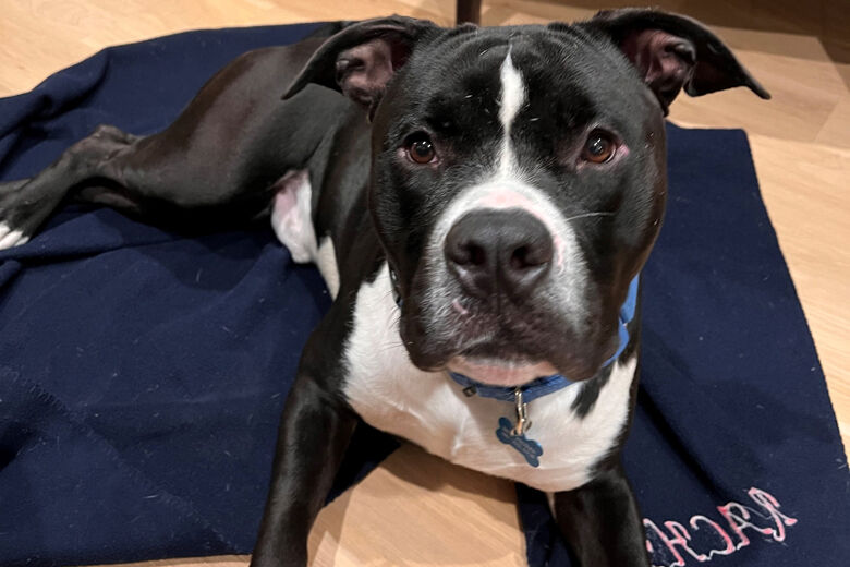 <p>Meet Koa.</p>
<p>Two-year-old Koa is a puddle of love! He has a big head and he really wants a lap to put it in. He&#8217;s very active and smart, so his ideal family would be engaged in training and living an active lifestyle. No couch potatoes for this big boy. He needs a strong, active family who can match his style. He and his foster mom run 3 miles each morning to burn off the extra energy. Between enrichment activities that make him think and daily exercise, he&#8217;s a very happy dog. He leans into petting and is quick to curl up next to his humans, but he is also fine with napping or quietly overseeing while his foster mom works from home. Koa would do best as the only dog in the home, and he’s all you will need. He&#8217;s a strong, young boy with a loud bark, but it&#8217;s all hiding what a love bug he really is.</p>

