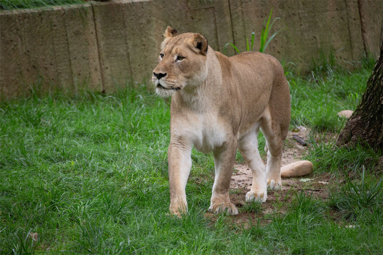 south african lion female