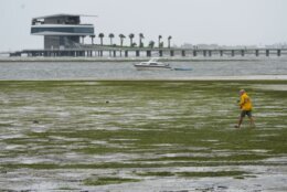 People walk where water is receding out of Tampa Bay due to a negative surge ahead of Hurricane Ian, Wednesday, Sept. 28, 2022, in Tampa, Fla. (AP Photo/Steve Helber)