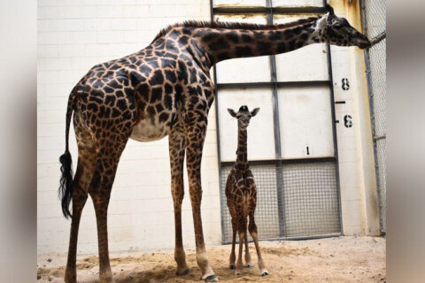 A giraffe unexpectedly gave birth right in front of Virginia Zoo visitors