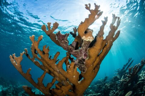 Scientists make major breakthrough in race to save Caribbean coral