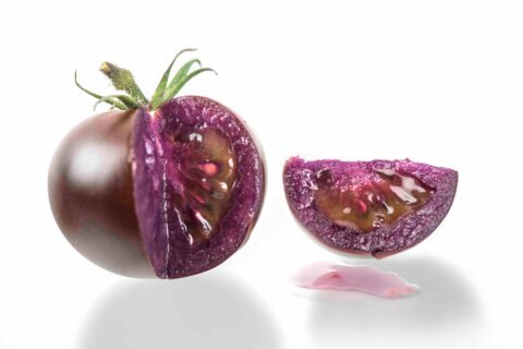 A new, genetically modified purple tomato may hit the grocery market stands