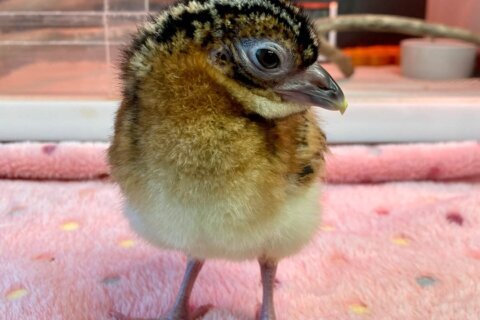 ‘Chick’ this out: Pair of ‘critically endangered’ birds hatches at National Zoo