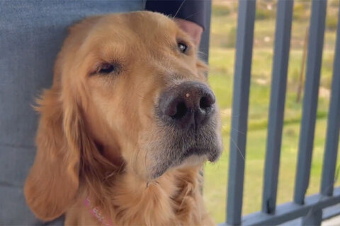 Missing Golden Retriever reunites with family after found by drone