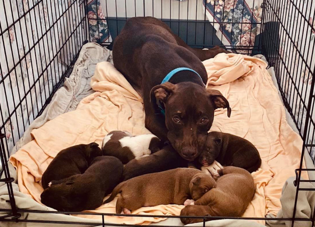 Prior to the puppies’ birth, their mother, named Godiva, had been picked up in mid-July and was severely malnourished. After the litter of seven was born in early August, they were moved into a foster home.