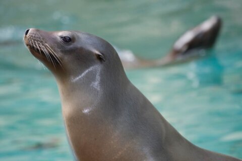 Calli, a 17-year-old sea lion, has died at the National Zoo