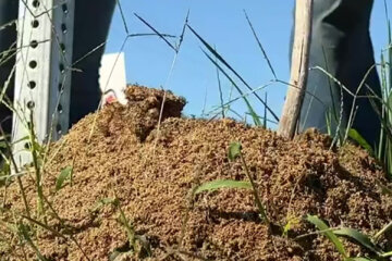 WATCH: Imported fire ants reported in Southeastern Virginia