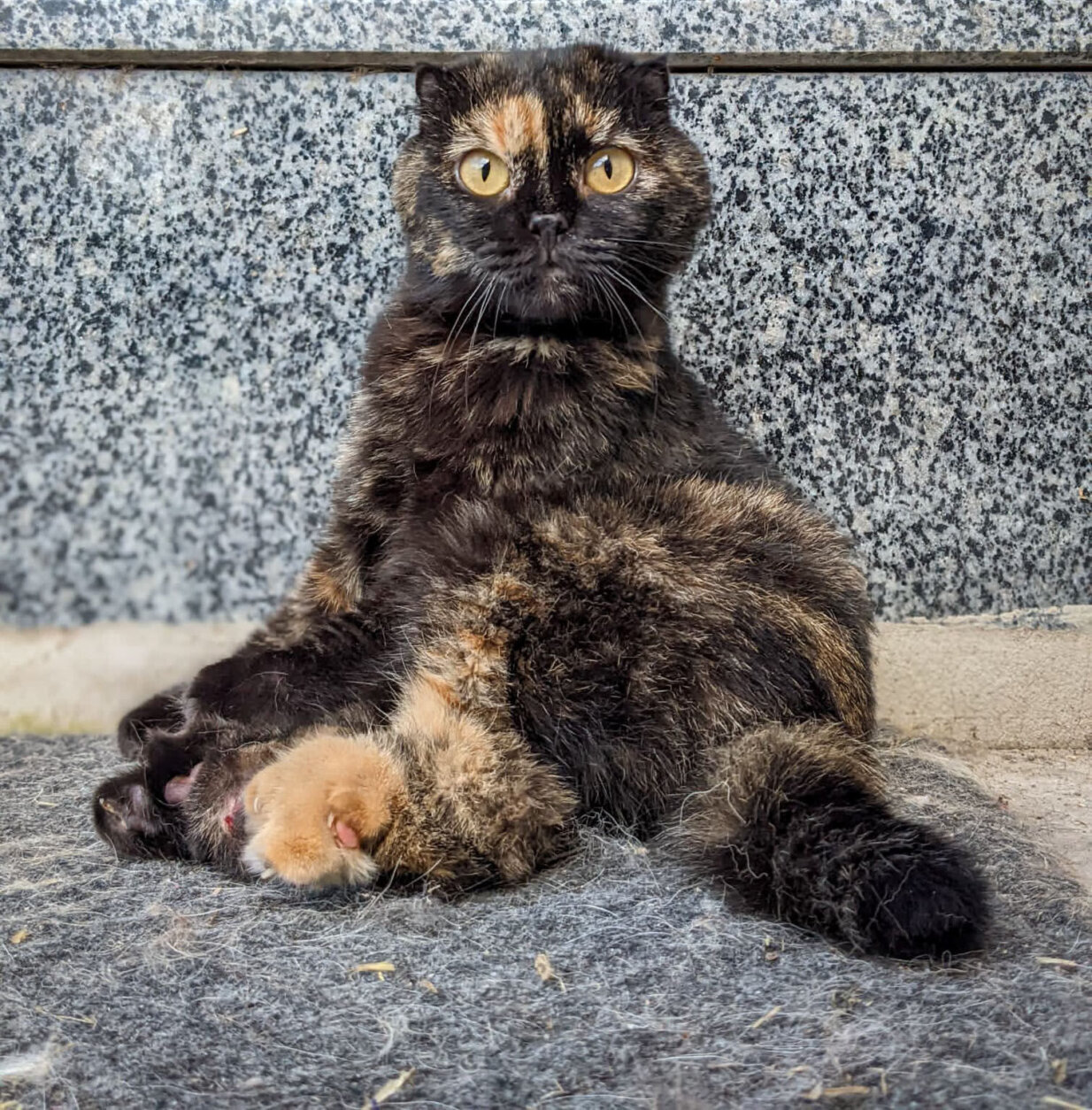 <p>One of the rescued cats, &#8220;Gizmo,&#8221; has tiny ears and deformed feet. &#8220;But she is the cutest, most personable cat. She sits up like a human; she kind of sits on her butt and puts her feet out,&#8221; Bell said.</p>
