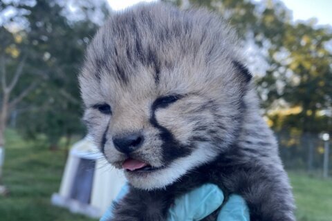It’s boys! Smithsonian’s new cheetah cubs are ‘quite feisty’