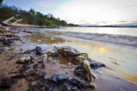 50 years after Clean Water Act, Chesapeake Bay protection still lacking