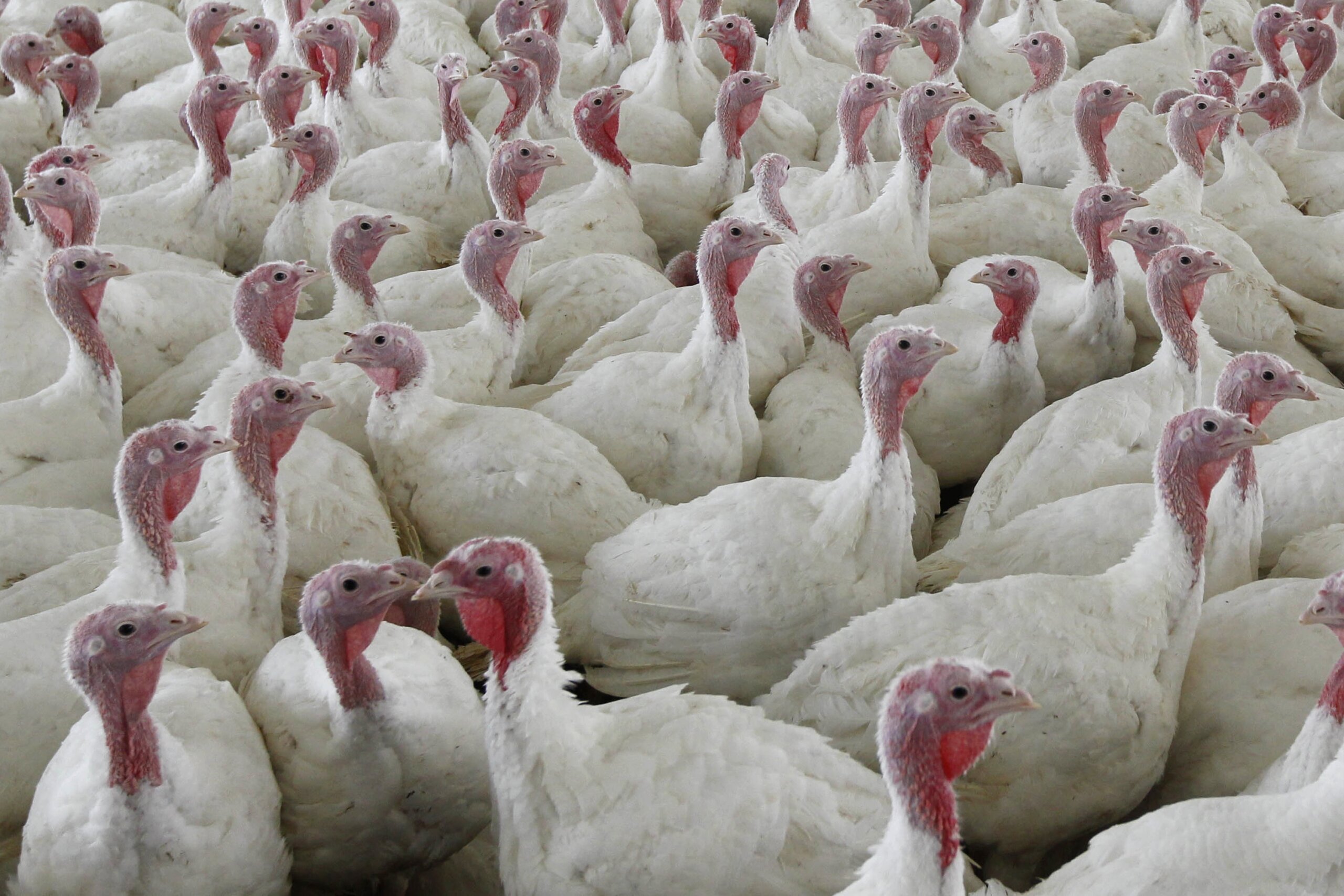 Fighting food poisoning: Sweeping poultry changes proposed – WTOP News