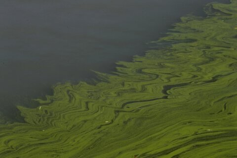 Toxic algae is making people sick and killing animals, CDC finds