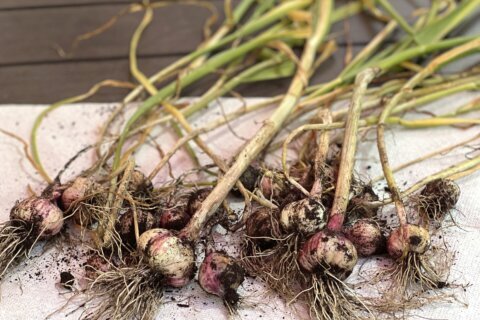 By popular demand, here’s how to grow garlic