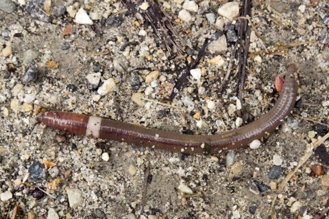 The next invasive garden threat? A slithering, jumping worm
