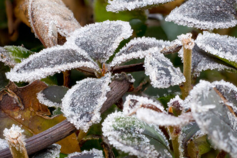 Frost advisory continues; breezy and chilly temps remain in DC region