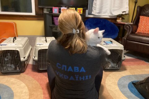 PHOTOS: Ukrainian cats arriving in DC area up for adoption