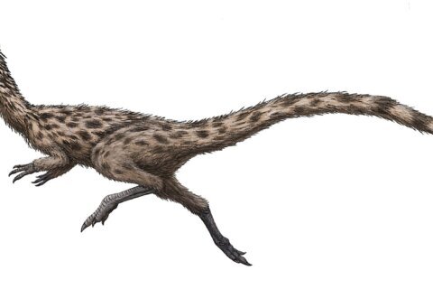 ‘Swift-footed lizard’ named Massachusetts state dinosaur