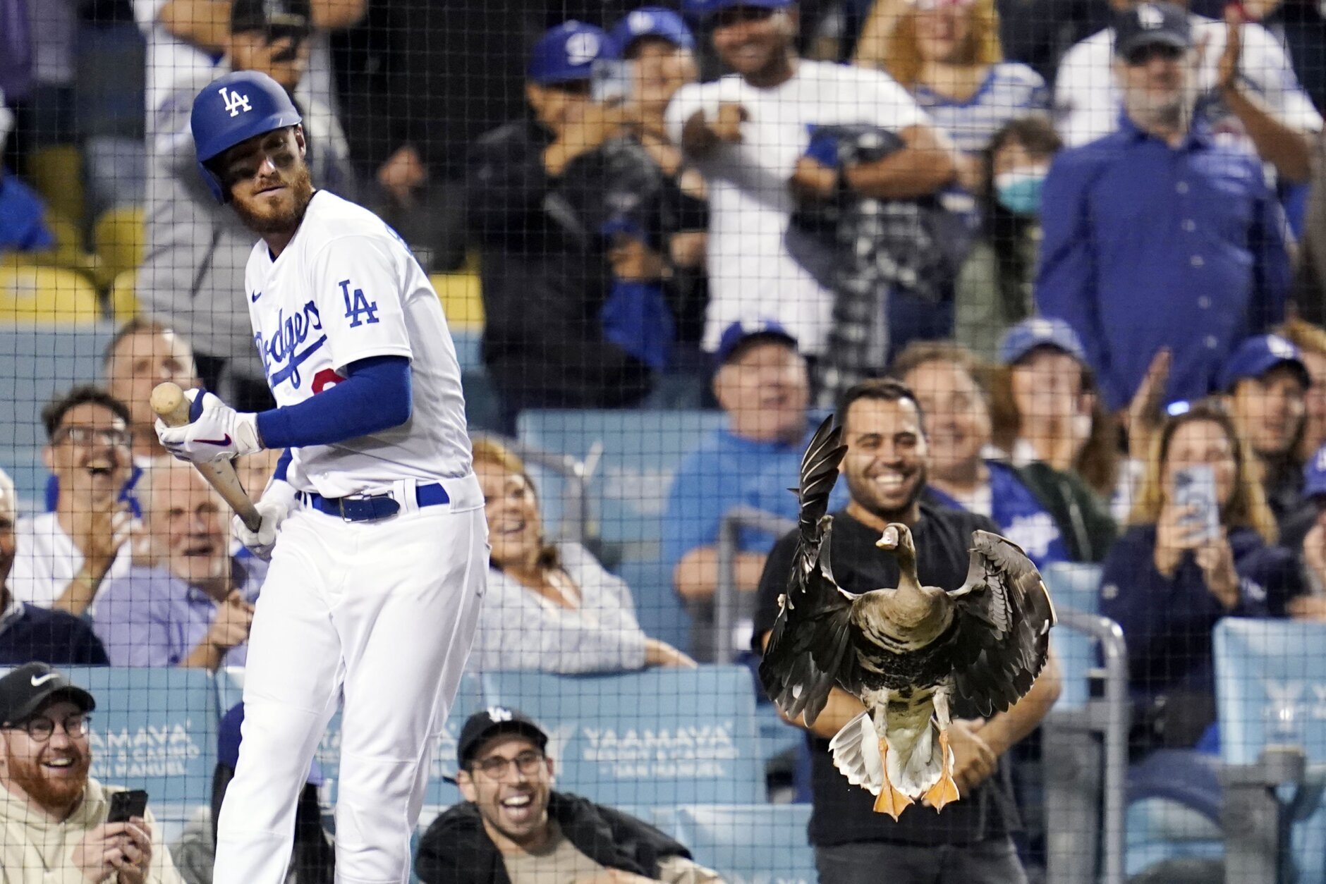 Los Angeles Dodgers' Freddie Freeman holds his batting gloves in his teeth  before the team's baseball game against the New York Mets on Tuesday, Aug.  30, 2022, in New York. (AP Photo/Adam