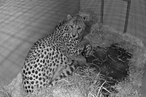 Smithsonian National Zoo welcomes newborn cheetah cubs
