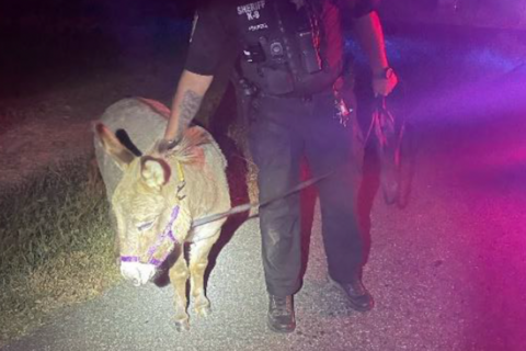 Wayward donkey rescued from road in Stafford Co.