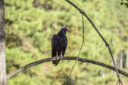 Virginia wildlife rehab center gives thanks for turkey vultures