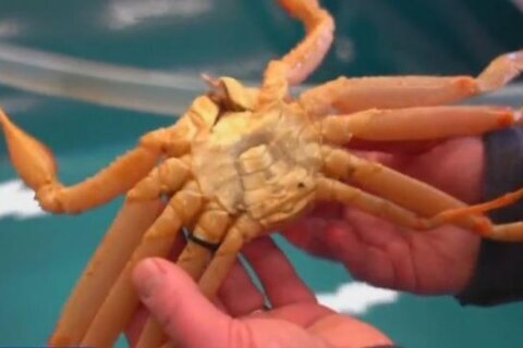 Alaska snow crab season canceled after an estimated 1 billion crabs disappear